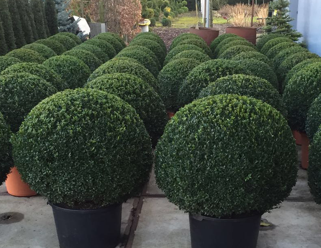 topiary box trees selby, york and yorkshire