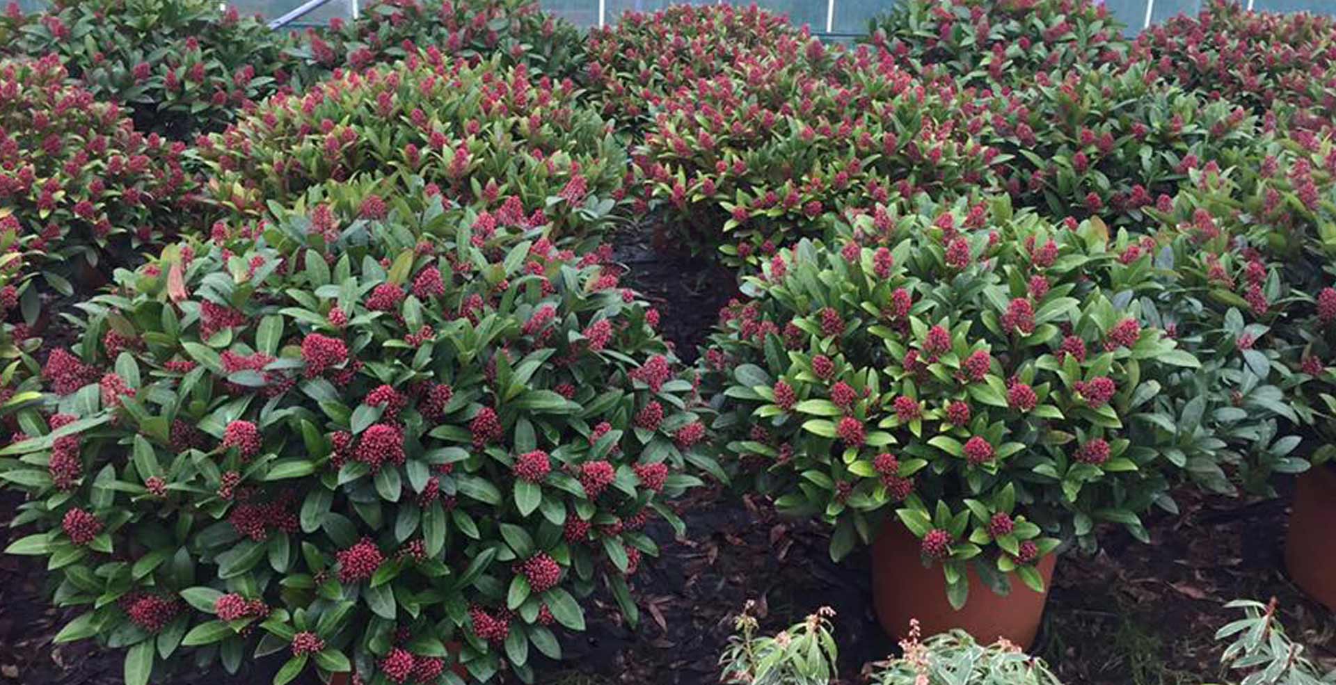 speciment plants, shrubs and hedging